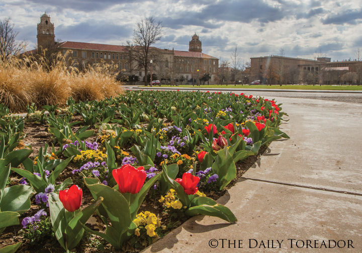 Sun-Streaked Tulips
